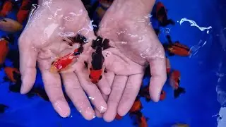 L&ocirc; C&aacute; Oranda Short tail M&agrave;u đậm form chuẩn đẹp - C&aacute; v&agrave;ng oranda |goldfish