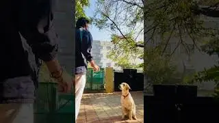 #professionaldogtrainer3613