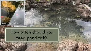How often should you feed pond goldfish