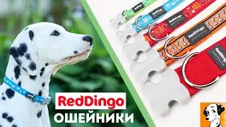 Ошейники для собак Red Dingo