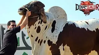 Biggest Brahman Bulls At Jamal Cattle Farm - Bakra Eid 2026 - Bakra Mandi 2026 - JNTV