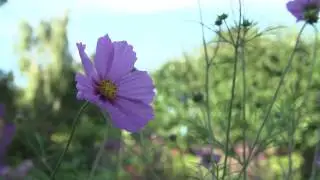 Claus Dalby - Sommerblomst Stolt kavaler, Cosmos 'Gloria'