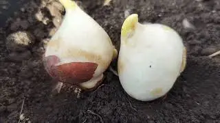 Meesho sa aay tulip bulb // How to grow tulip bulb in a pot