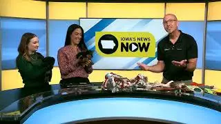 How to Stop Destructive Dog Chewing | Best Toys & Chews to Save Your Furniture