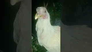 #whitehen🐓#1000subscriber #youtubeshorts  #thankyoufor1000subscribers #thxfor1000subscribers #fypシ゚v