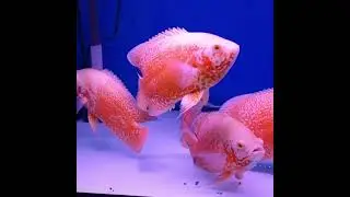 High Quality Leopard Oscar Fish | Rare Leopard Oscar Fish | Albino Red patch Oscar Fish