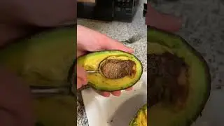 30ft avocado tree in my backyard