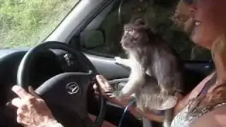 Monkey drives car with Leslie Carleton