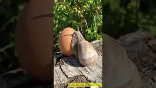 Real Size of Adult Helix Pomatia Snail vs Chicken Egg  #snailworld #romansnail #helixpomatia