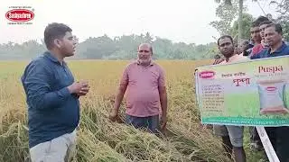 Farmer's Success Story with Sashyashree 'Puspa' Paddy Seed🌾 | High Yield Review