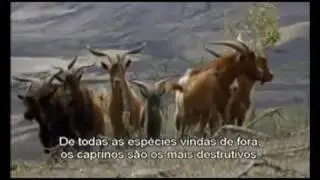 galapagos, ca&ccedil;a a cabras