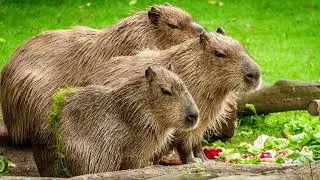 How many species of Capybara are there? How fast is a Capybara? Do capybaras make good pets?