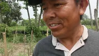 tomato farming in off season