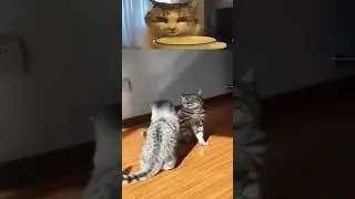 Cat UFC Fight 😂🥊🐾  #funnycats #cutecats #cats #catshorts #catvideos #kittens #funnyanimals