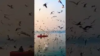 #birds #flying #canditvideo #shooting #beautiful #scenery