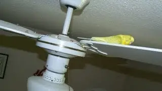 Bird riding ceiling fan :D