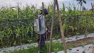 WATCH HOW MODERN SPRAYERS APPLY HERBICIDES IN RECORD TIME! - Agriculture Farming
