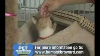 Comcast Pets on Demand
