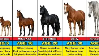 Horse Transformation From 0 to 40 Years Old