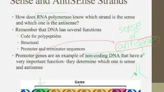 Notes for IB Biology Chapter 7.2