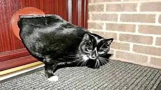 Funny Videos - Fat Cat! смешно !!! кошки!!! ржач!!!!!