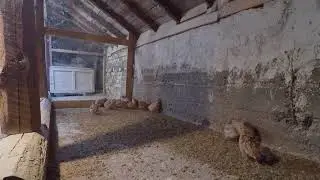 пъдпъдъци / quail