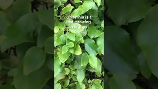 Plant spotlight on Griselinia littoralis. A fast-growing evergreen shrub ideal for hedges. #garden