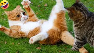 The most DRAMATIC CATS in the world 😂 Funny Cat Videos 😹