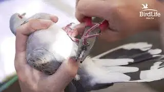 Turtle-dove satellite-tagging project 2024