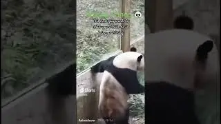 Spotkanie z tą toczącą się pandą 🐼 😝 zdrowy filmik #panda #youtubeshorts #śmieszne #kr&oacute;tkiefilmy