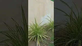 Yellow green ornamental plants