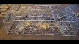 Dove / Pigeon / Bird Trap