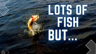 Casting Chaos: Epic Bass And Pike Fishing Adventure In A Canoe!
