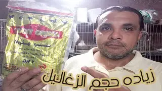 زياده حجم الزغاليل