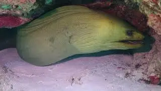 Mike and Shell's May 2023 Cozumel Dive 1