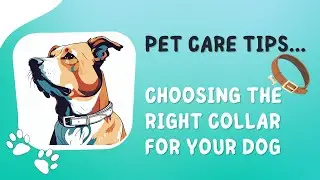 Choosing the Right Collar for Your Dog | Consider Purpose and Safety