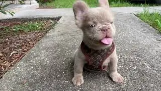 The BEST Isabella Fluffy French Bulldog Puppies Available in Florida!