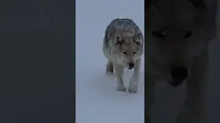 The wolf recognizes from afar...