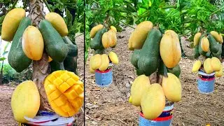 Synthesize unique mango growing techniques that produce many unexpected fruits