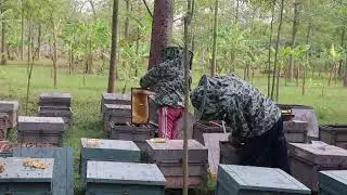 Daily income streams beyond just made from Honey Bee