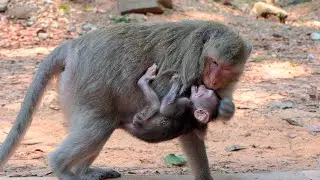 Mother Monkey Gradually Withholds Milk While Baby Keeps Seeking Care Learning Patience Naturally