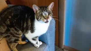 Mrrp Mrrrp Mrrrp MRRRRP!