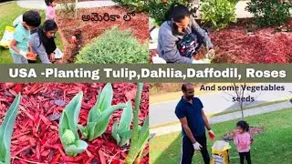 Planting and Growing Tulips,Dahlia,Daffodil Flower Bulbs | USA Telugu Vlogs