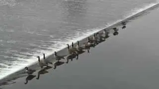 Geese at Fairmount Dam