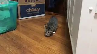 November Kittens first day IMG 4989