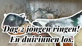 | Dag 2 jonge duiven ringen | de duivinnen los buiten |