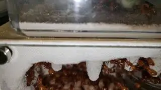 Cicada Feast andC. castaneus expansion