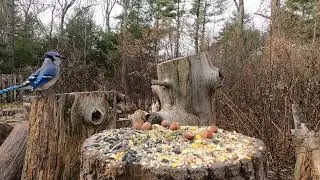 Blue Jays, Red-bellied Woodpecker, Northern Cardinal