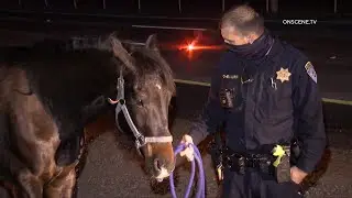DUI Driver Flips Horse Trailer | Camarillo