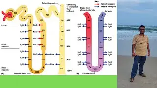 Understanding the Loop of Henle.L9